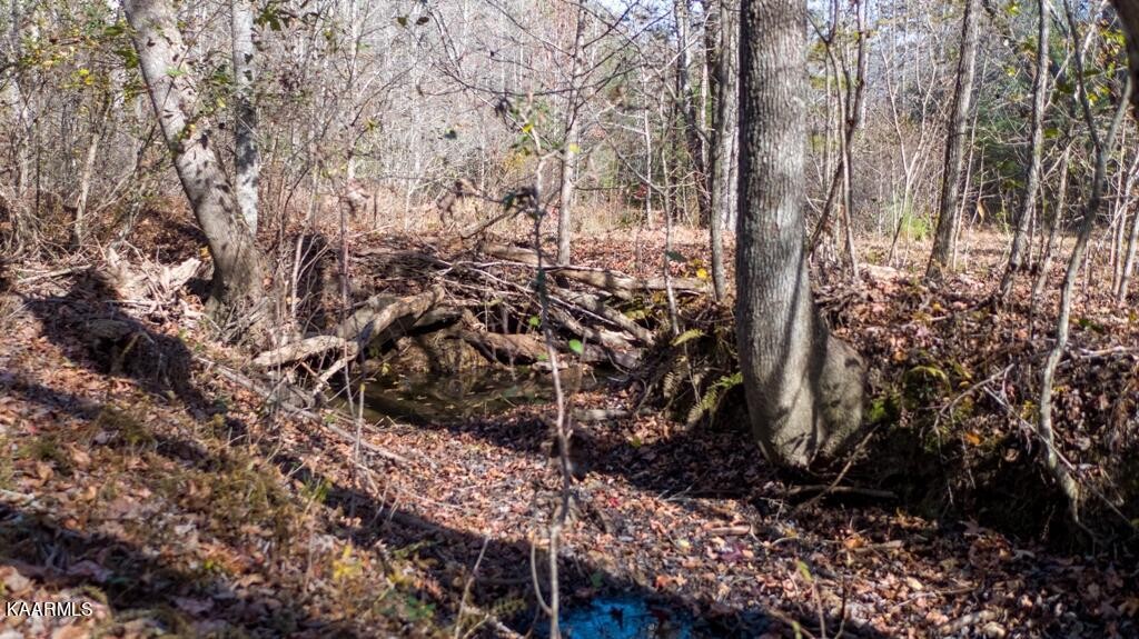 0 Massingale Road Tellico Plains, TN 37385 - Photo 29 of 60 Gallery Image 29