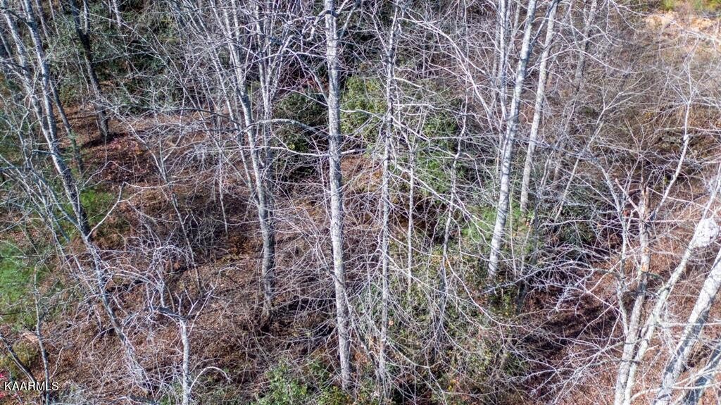 0 Massingale Road Tellico Plains, TN 37385 - Photo 43 of 60 Gallery Image 43