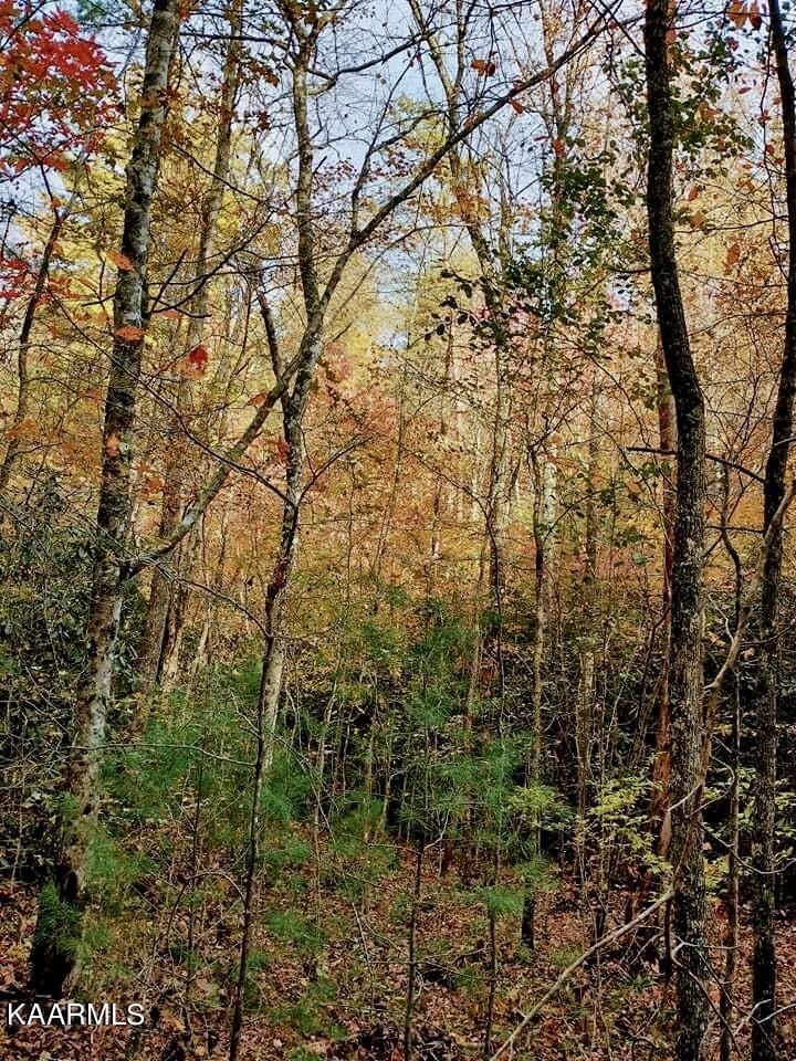 0 Massingale Road Tellico Plains, TN 37385 - Photo 59 of 60 Gallery Image 59