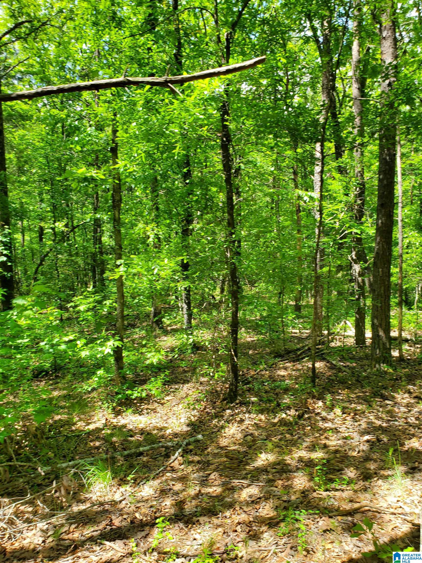 0 Chelsea Road Columbiana, AL 35051 - Photo 11 of 17