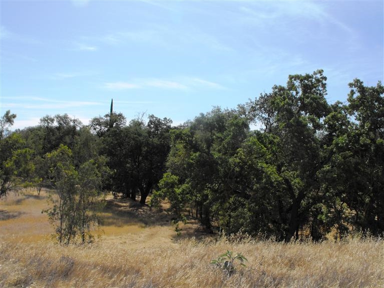 0 Ne Corner Reedley, CA 93654 - Photo 3 of 5 Gallery Image 3