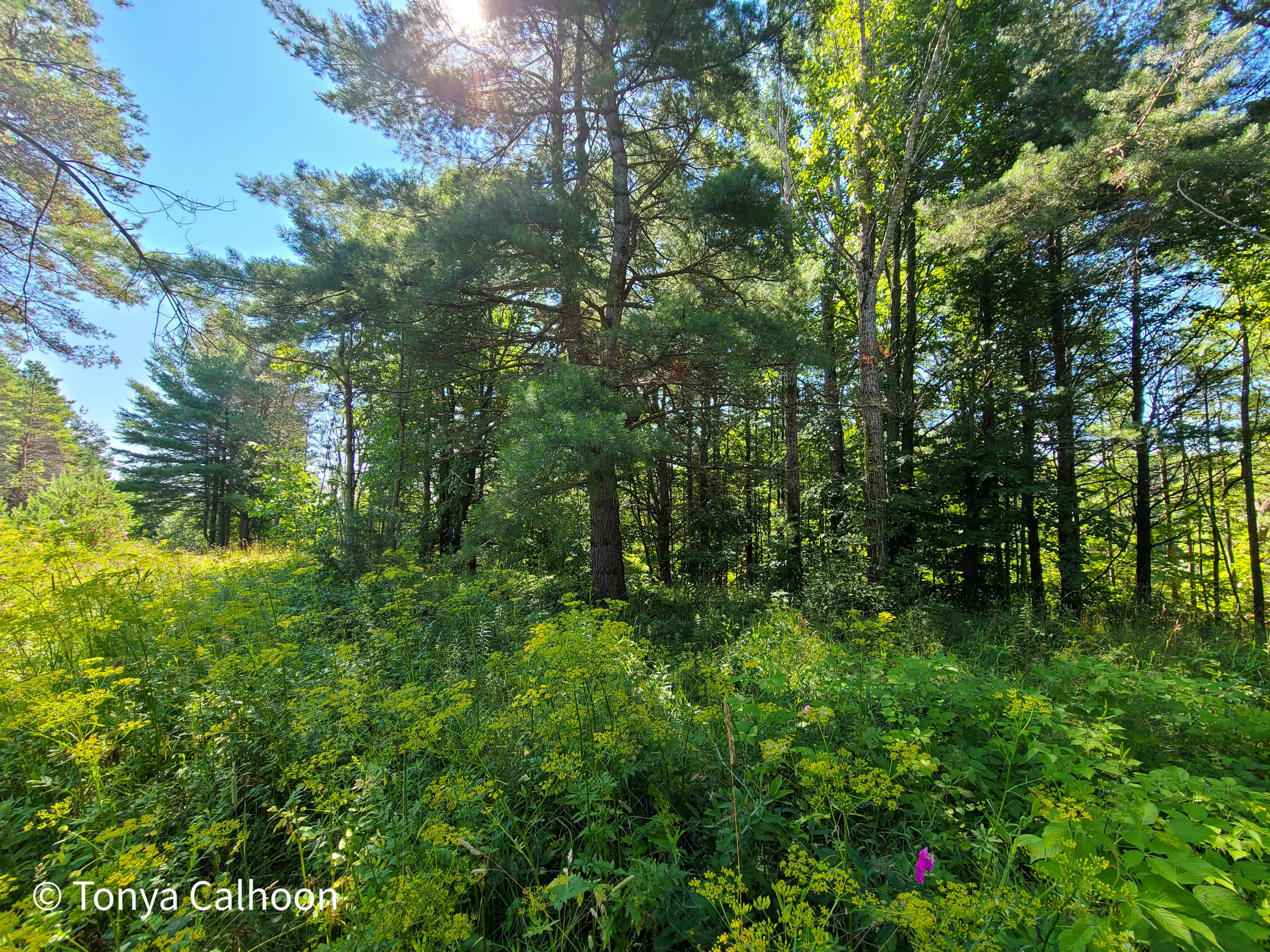 Lot #10 Rivers Ridge Court Cheboygan, MI 49721 - Photo 11 of 12 Gallery Image 11
