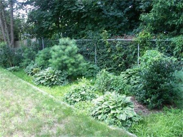 62 Birchcroft Road Boston, MA 02136 - Photo 12 of 12 Gallery Image 12