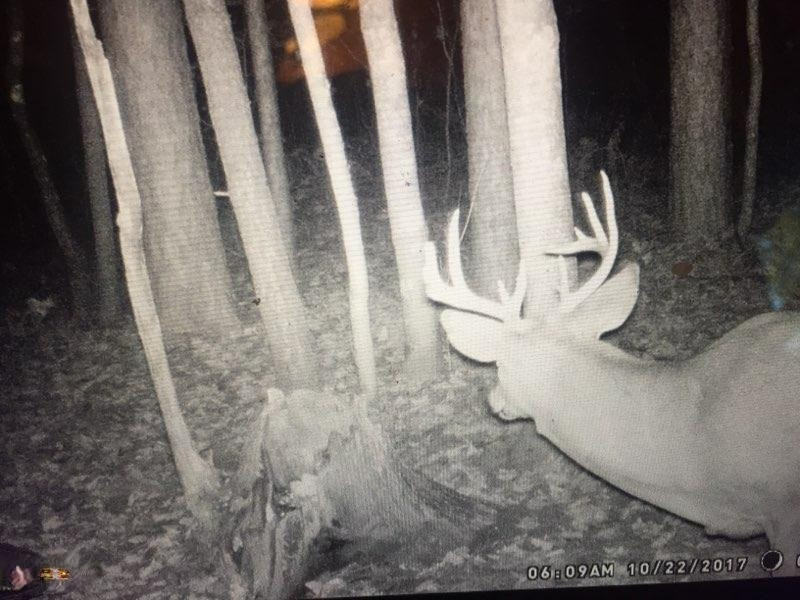 5787 Tyndal Road Branch, MI 49402 - Photo 32 of 37 deer 5