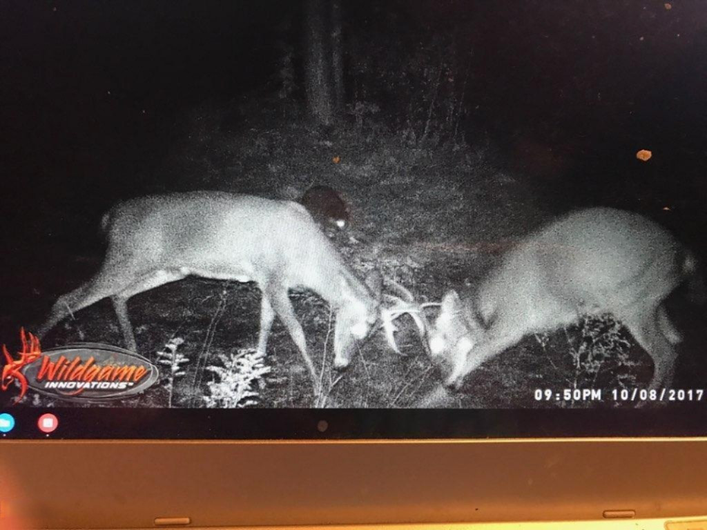 5787 Tyndal Road Branch, MI 49402 - Photo 33 of 37 deer 6