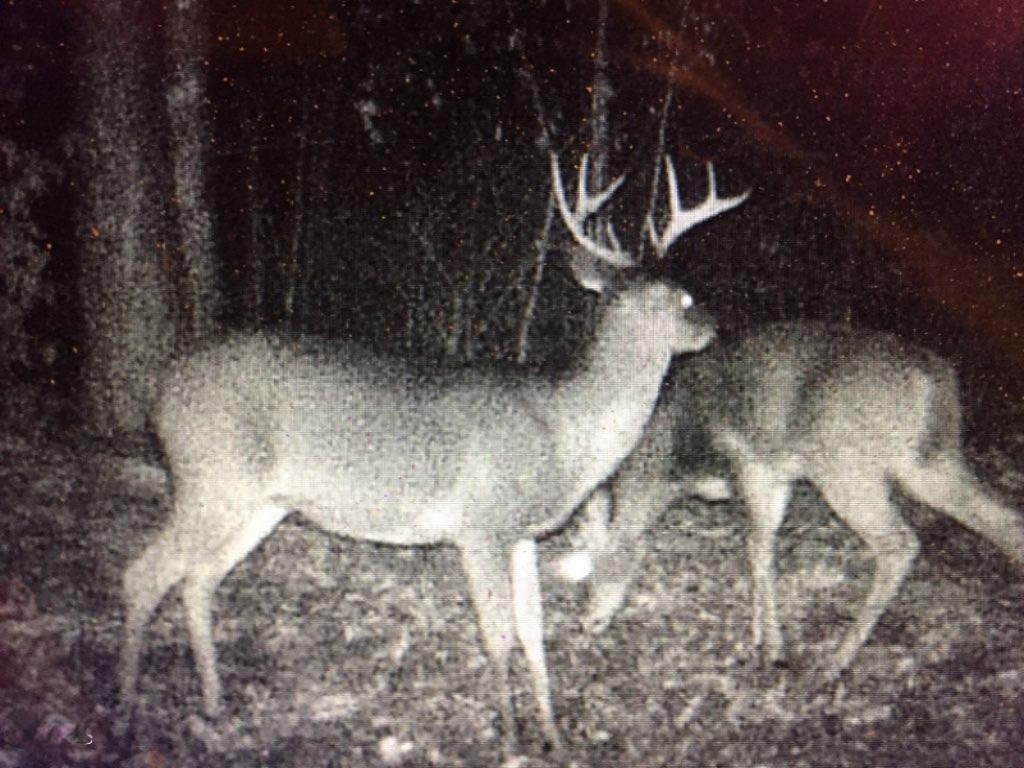 5787 Tyndal Road Branch, MI 49402 - Photo 34 of 37 deer 7