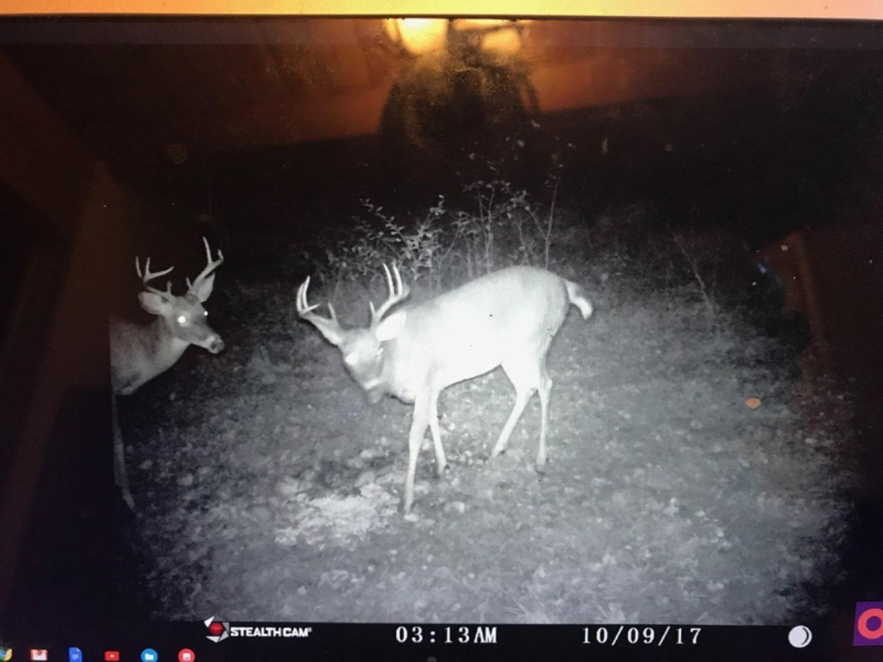5787 Tyndal Road Branch, MI 49402 - Photo 35 of 37 deer 8