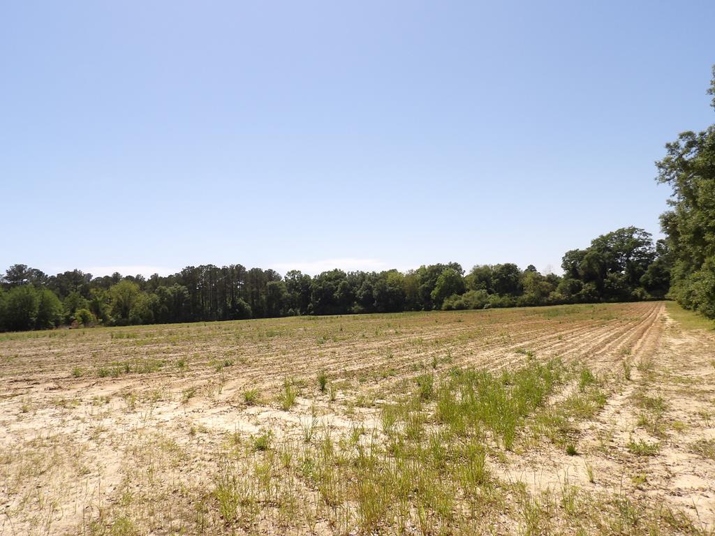 0 Mount Zion Church Road Pelham, GA 31779 - Photo 1 of 2 Main View