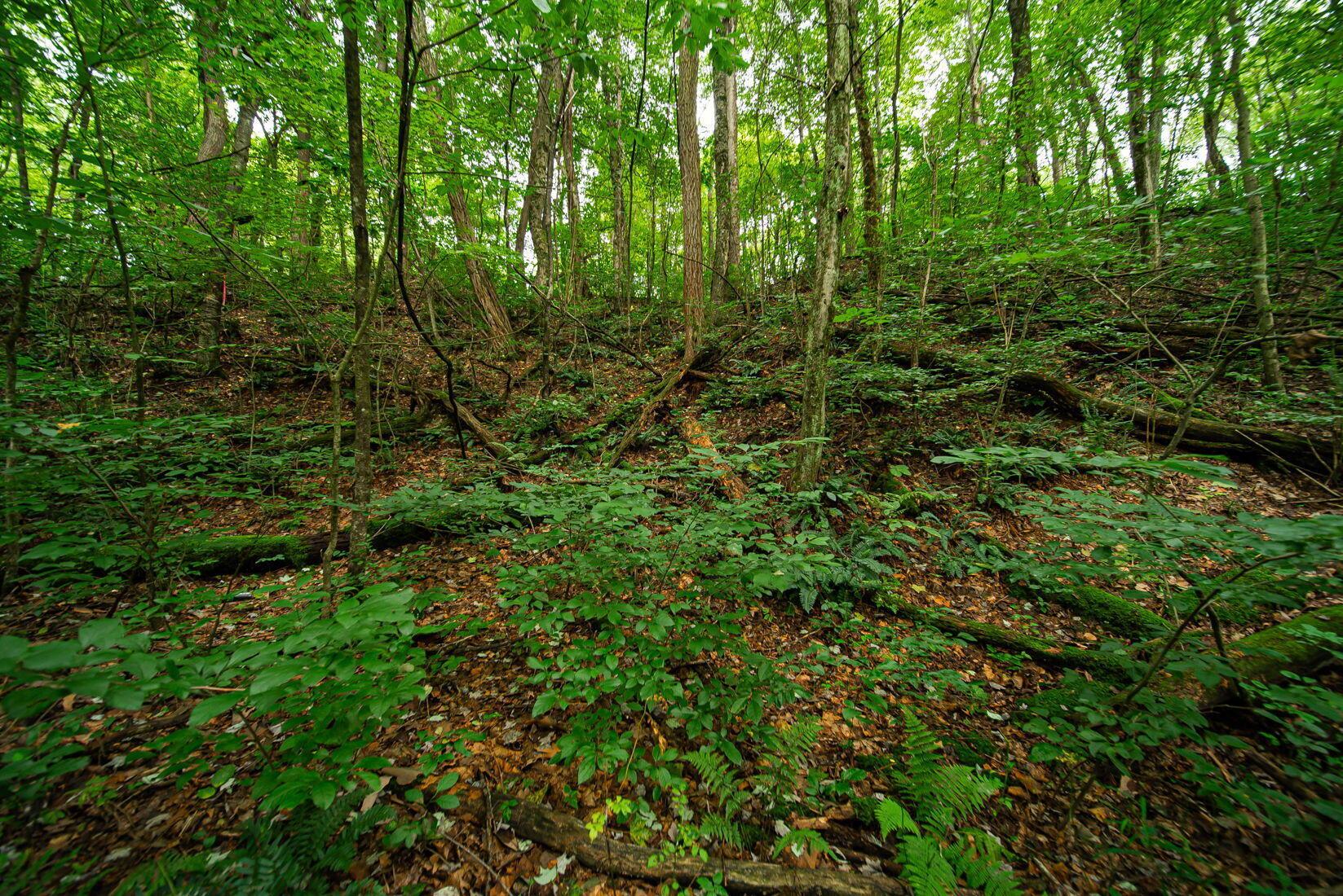 9758 Wesley Chapel Road Mount Perry, OH 43760 - Photo 28 of 43 27-web-or-mls-Todd Burns - 9758 Wesley C