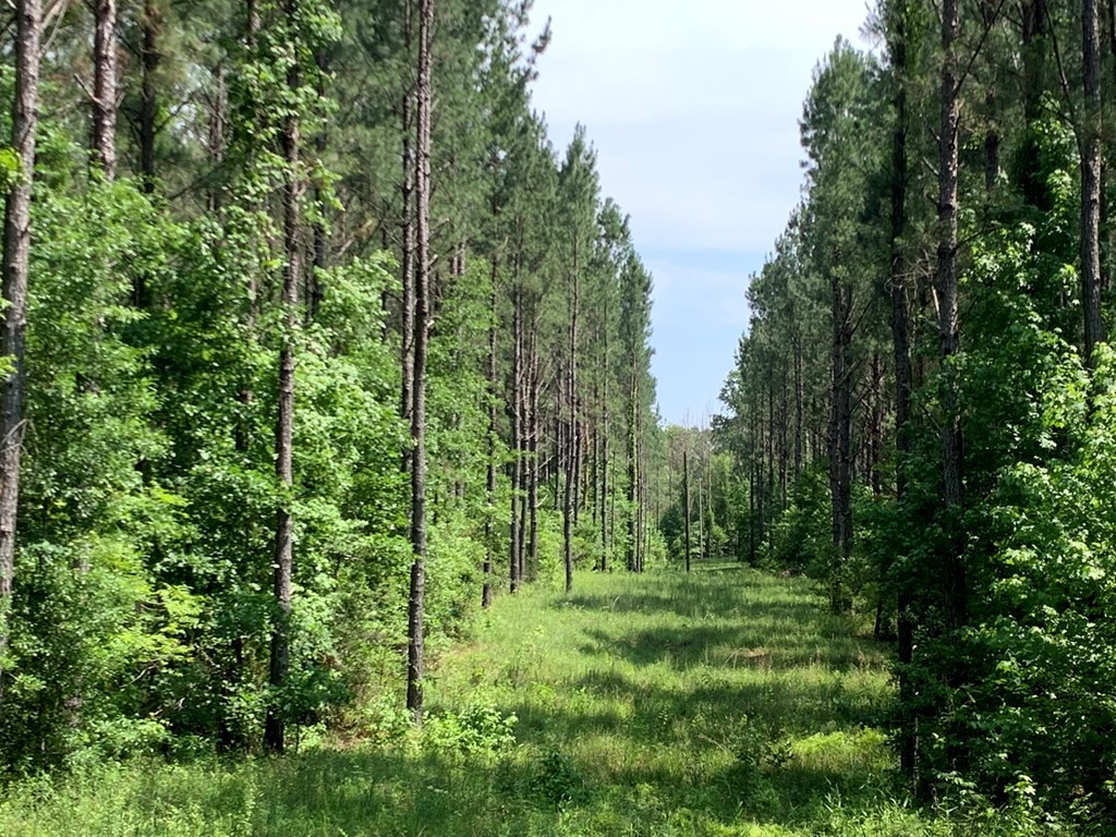 . Athens Trail Wesson, MS 39191 - Photo 2 of 17 Photo 2