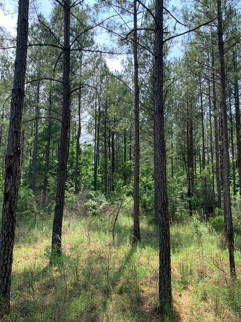 . Athens Trail Wesson, MS 39191 - Photo 3 of 17 Photo 3