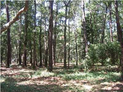 4 Palmetto Pointe Road, Unit AC Edisto Island, SC 29438 - Photo 3 of 7 Additional Photo