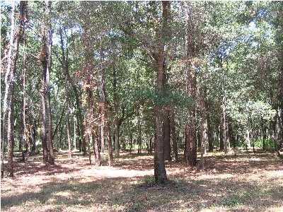 4 Palmetto Pointe Road, Unit AC Edisto Island, SC 29438 - Photo 6 of 7 Additional Photo