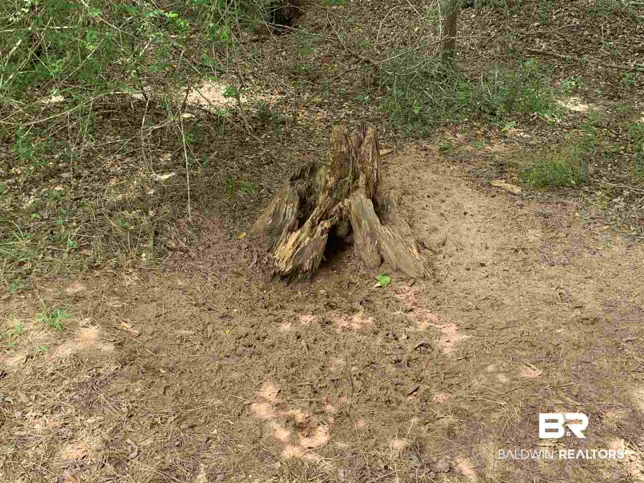 1178 Dry Lake Road Luverne, AL 36049 - Photo 15 of 50