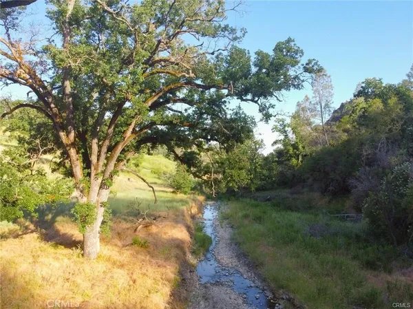 a view of a forest with a tree