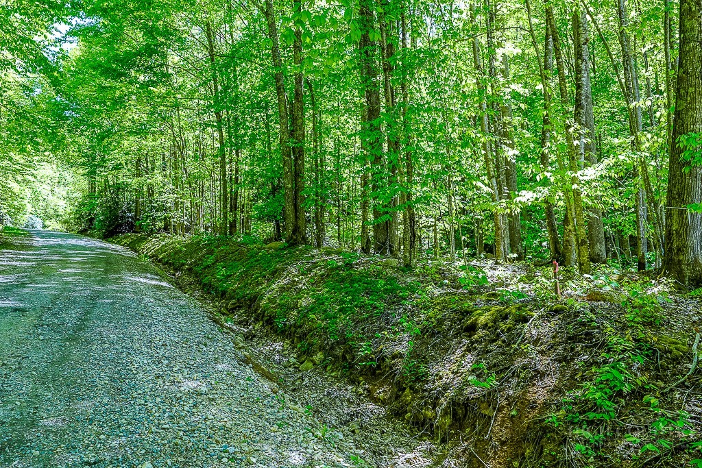 Buckeye Ridge Road Beech Mountain, NC 28604 - Photo 3 of 14