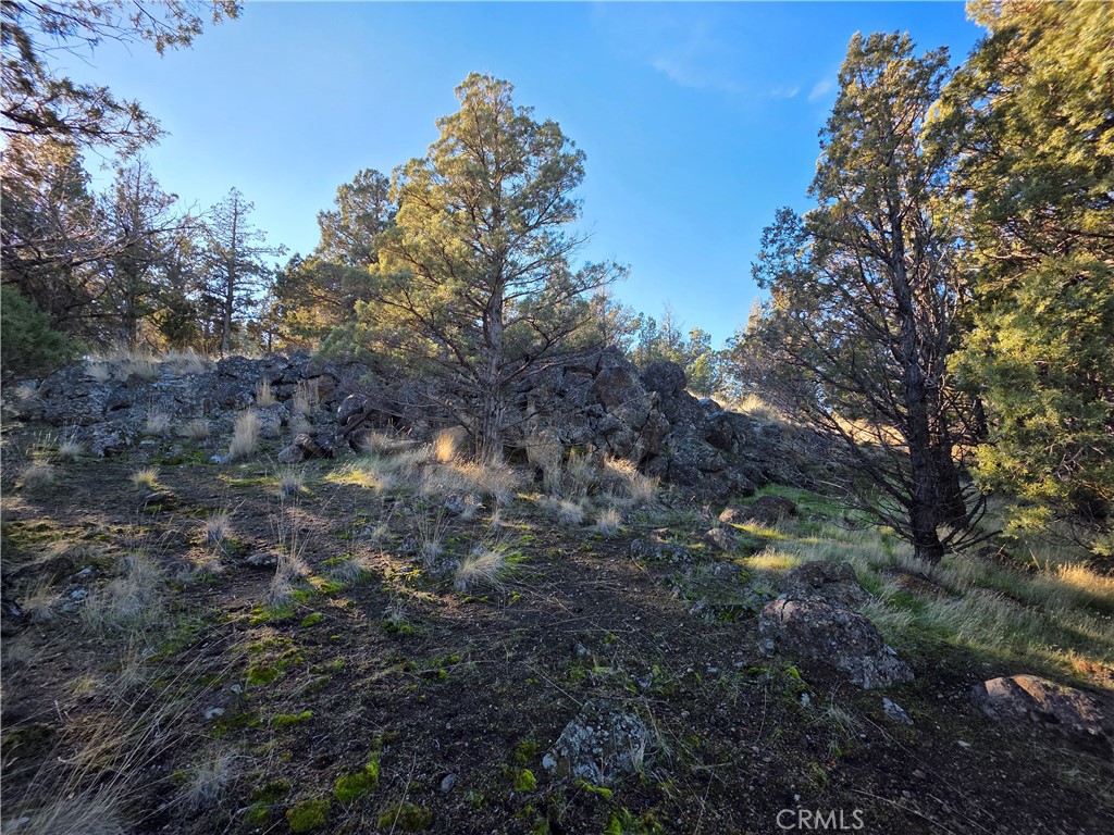 25 Quail Ridge Weed, CA 96094 - Photo 3 of 18 a view of a forest