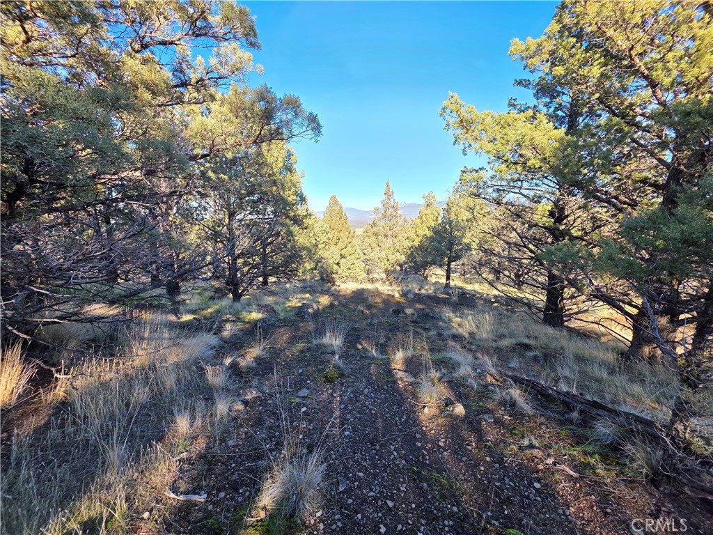 25 Quail Ridge Weed, CA 96094 - Photo 4 of 18 a view of a tree in a yard