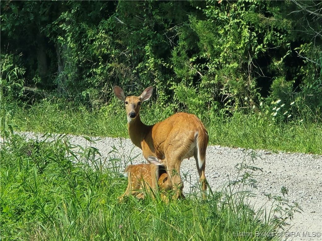 North Side White River Road Campbellsburg, IN 47108 - Photo 18 of 18