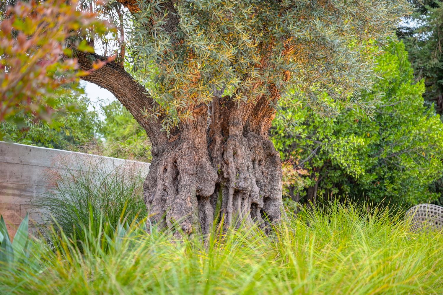 5020 Manchester Court Granite Bay, CA 95746 - Photo 88 of 95 a backyard of a house with lots of green space