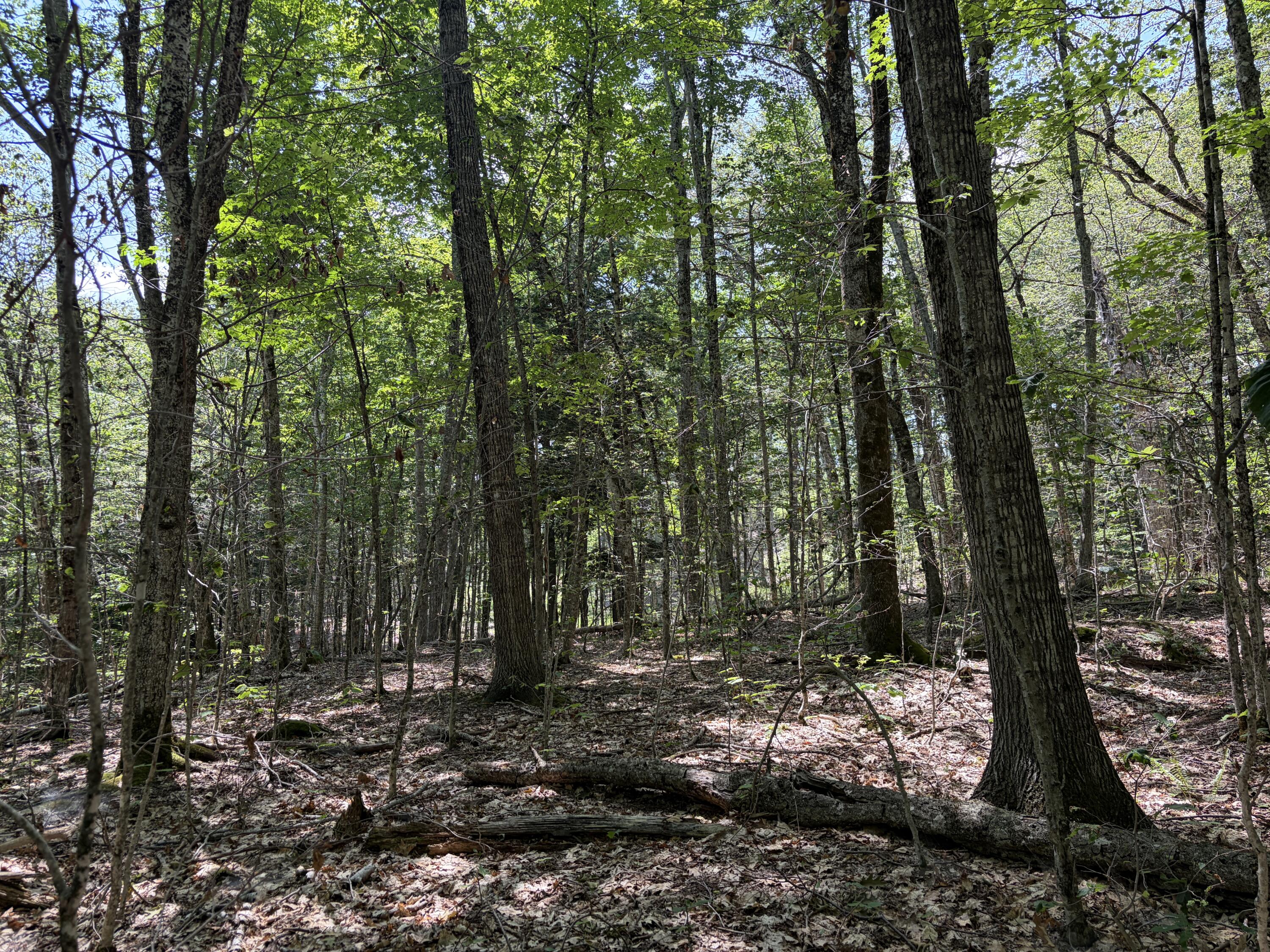 32-acres Belden Woods Road Palermo, ME 04354 - Photo 7 of 28 IMG_8287
