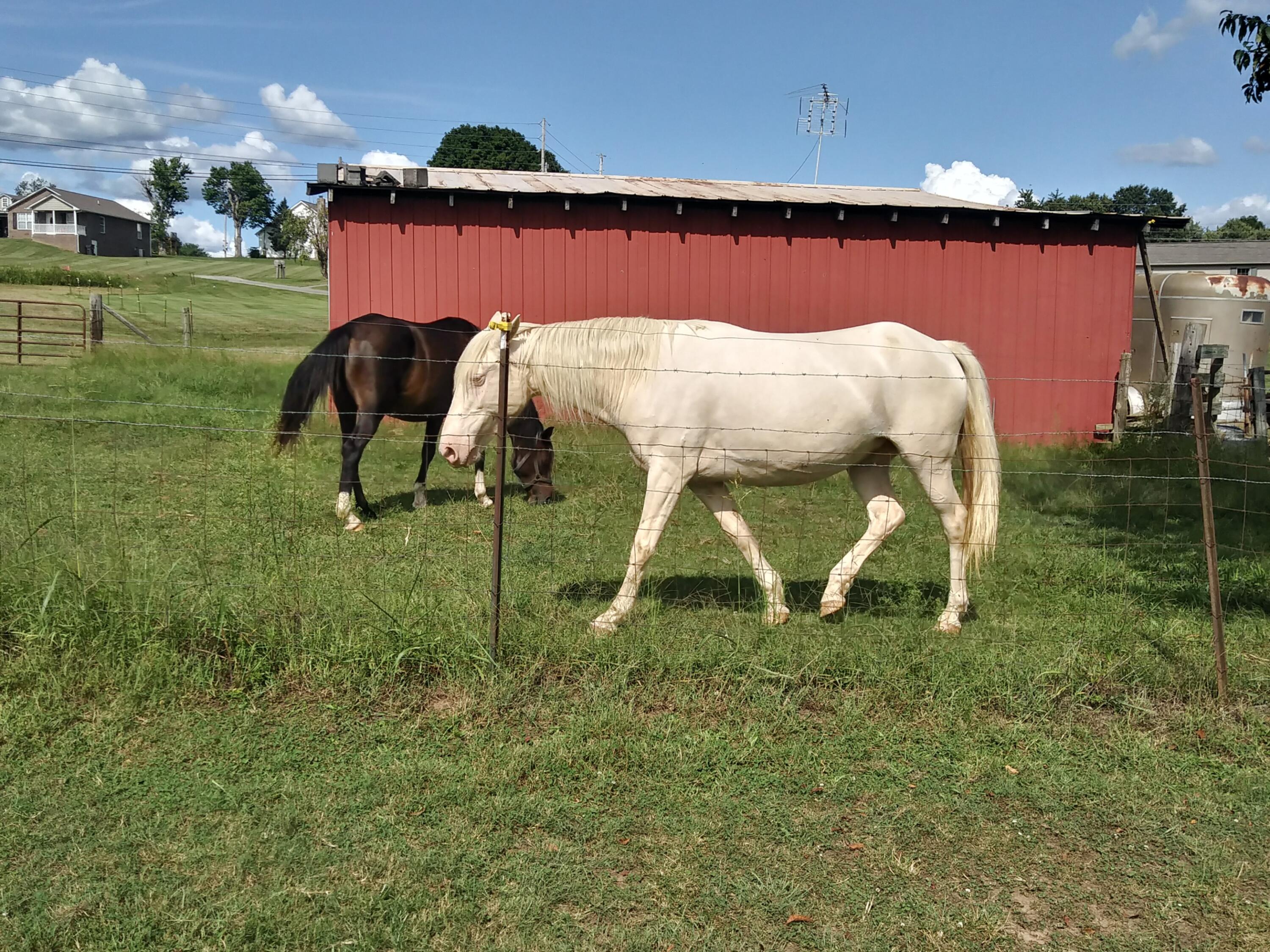 0 Kidwell Ridge Road, Unit 2 3 5 Morristown, TN 37814 - Photo 6 of 10 horses by red barn