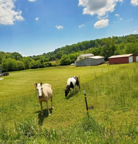 0 Kidwell Ridge Road, Unit 2 3 5 Morristown, TN 37814 - Photo 7 of 10 horses green pasture