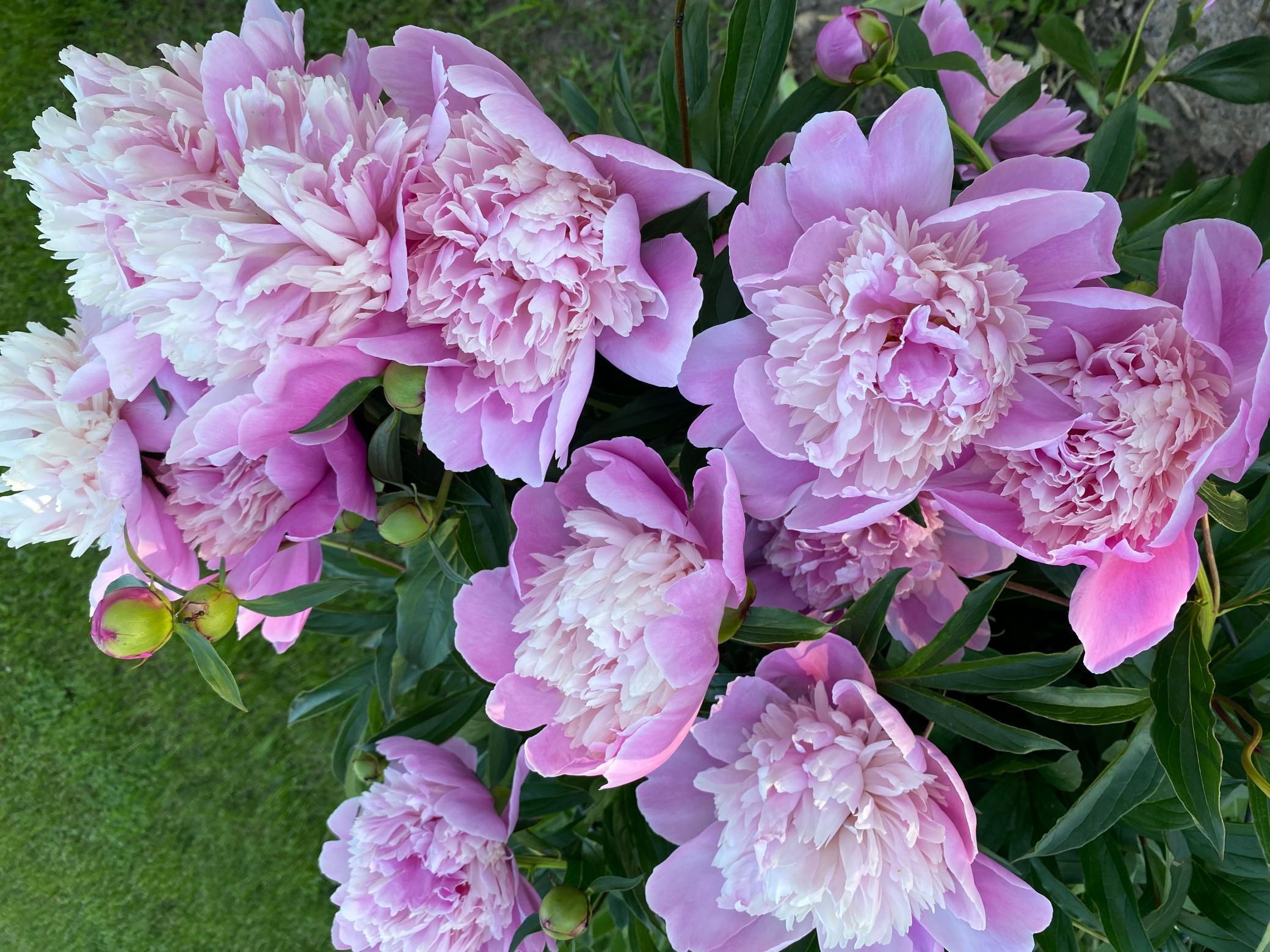 1769 Ross Avenue St. Paul, MN 55106 - Photo 28 of 30