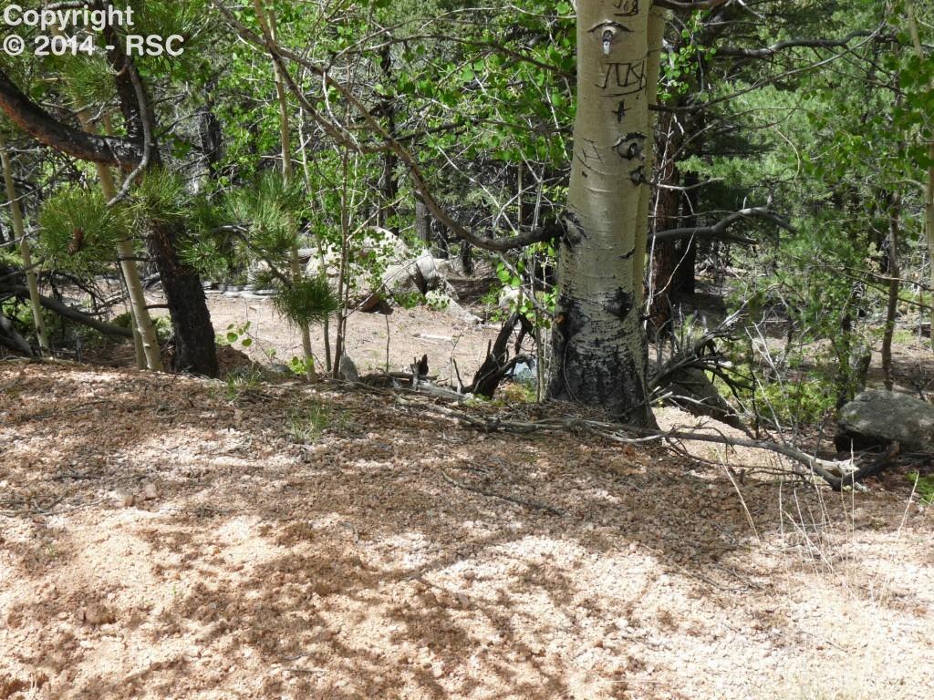 1115 Timber Ridge Road Divide, CO 80814 - Photo 1 of 8