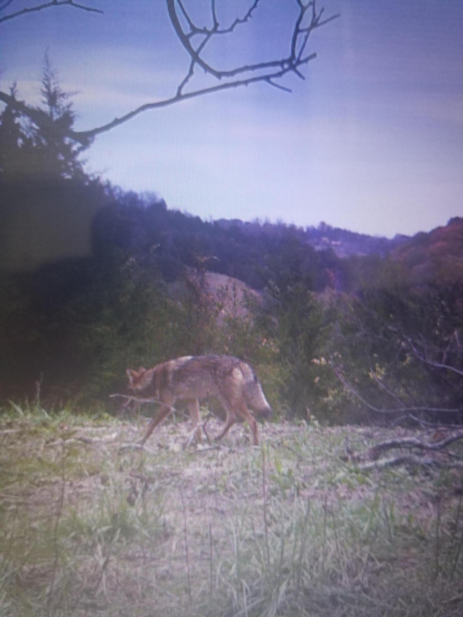 Patience Way Bybee, TN 37713 - Photo 2 of 6 2E2423EF-A584-449C-8AB0-AAB124D9DC82