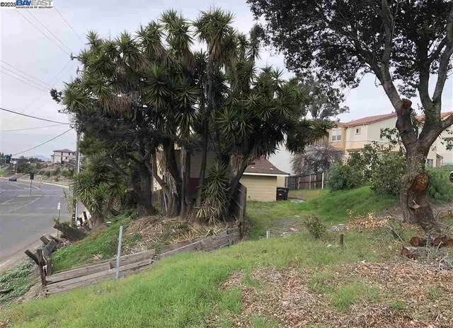 a view of a garden with a tree