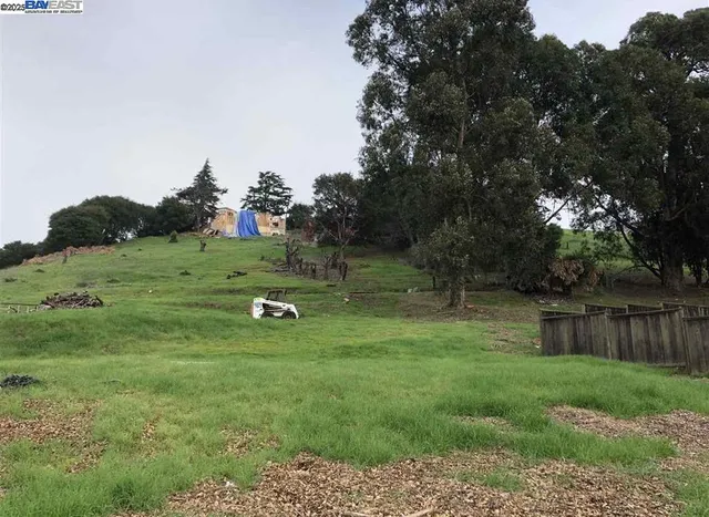 a view of a park with large trees