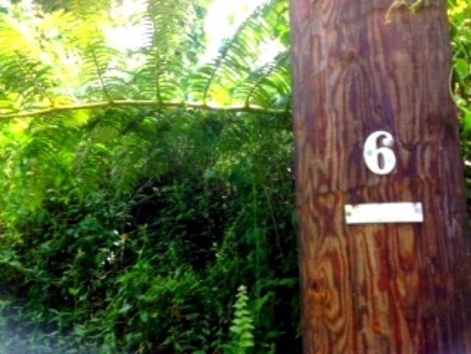 440 Paradise Road Pahoa, HI 96778 - Photo 12 of 12 Gallery Image 12