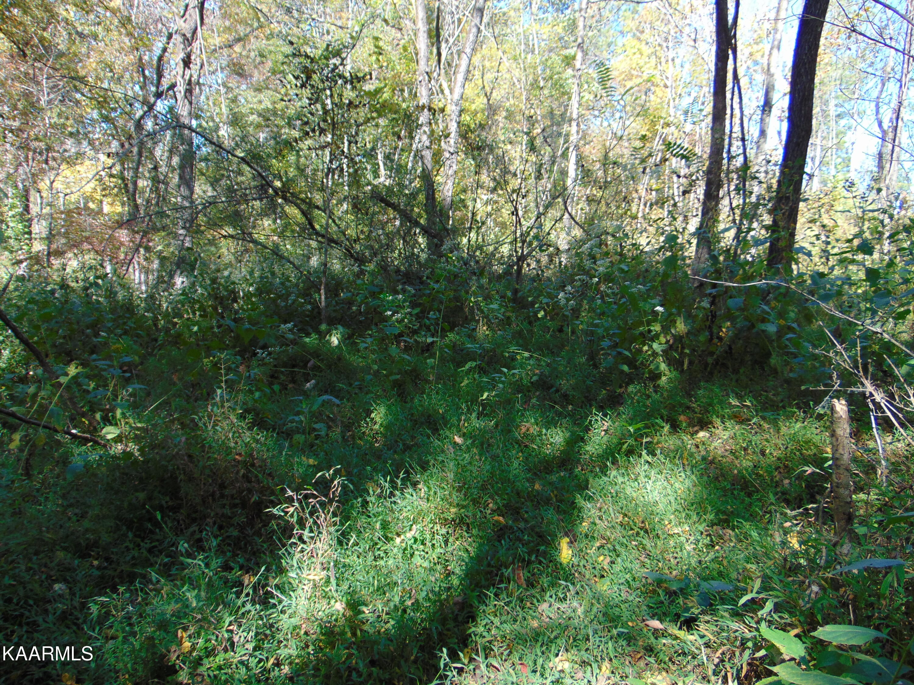 15-d-4 Cameron Road Decatur, TN 37322 - Photo 6 of 12 DSC01567