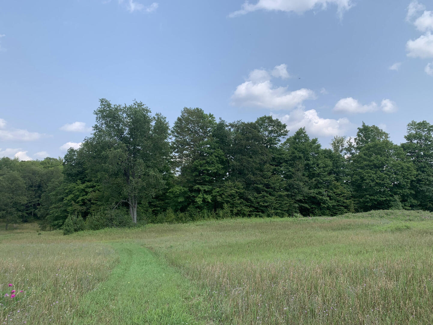 10 South 15 Road Cadillac, MI 49601 - Photo 10 of 34 IMG_4514