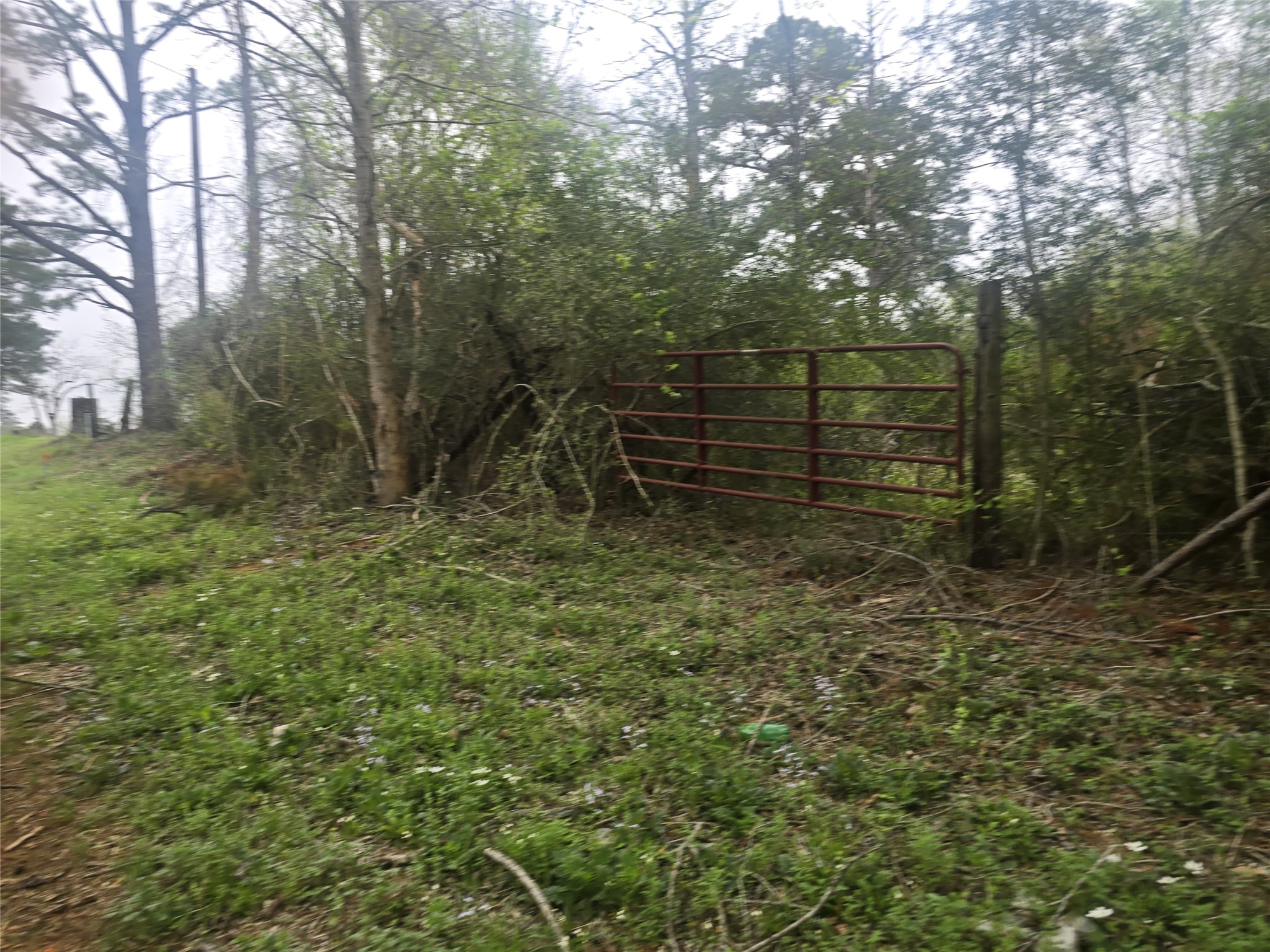0 2nd Street Newton, TX 75966 - Photo 14 of 15 a view of a yard with large trees