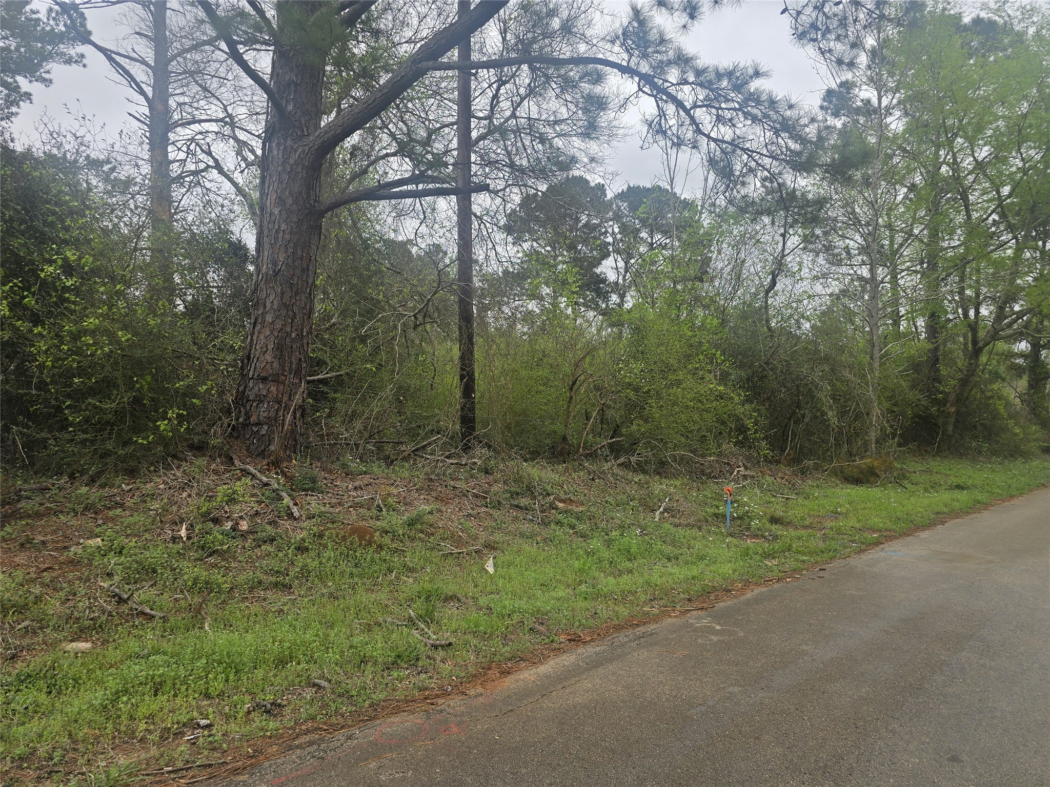 0 2nd Street Newton, TX 75966 - Photo 15 of 15 a view of a forest with trees