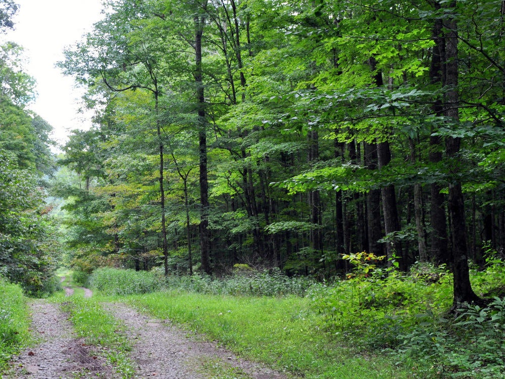 2438 Griffith Creek Road Alderson, WV 24910 - Photo 42 of 68 Gallery Image 42