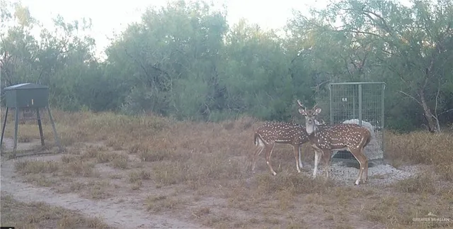 $1,374,871 | 0 Fm 2294 Highway, Santa Elena, TX 78591