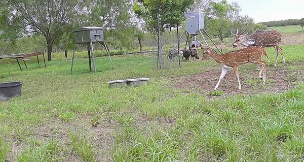 a view of a garden with a slide