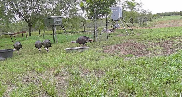 a view of a park with large trees