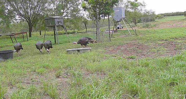 $1,374,871 | 0 Fm 2294 Highway, Santa Elena, TX 78591