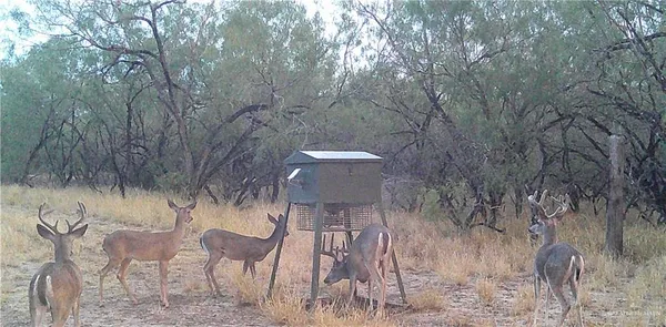a view of a chairs and table in the backyard