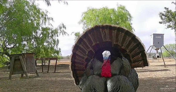 $1,402,000 | 0 Fm 2294 Highway, Santa Elena, TX 78591