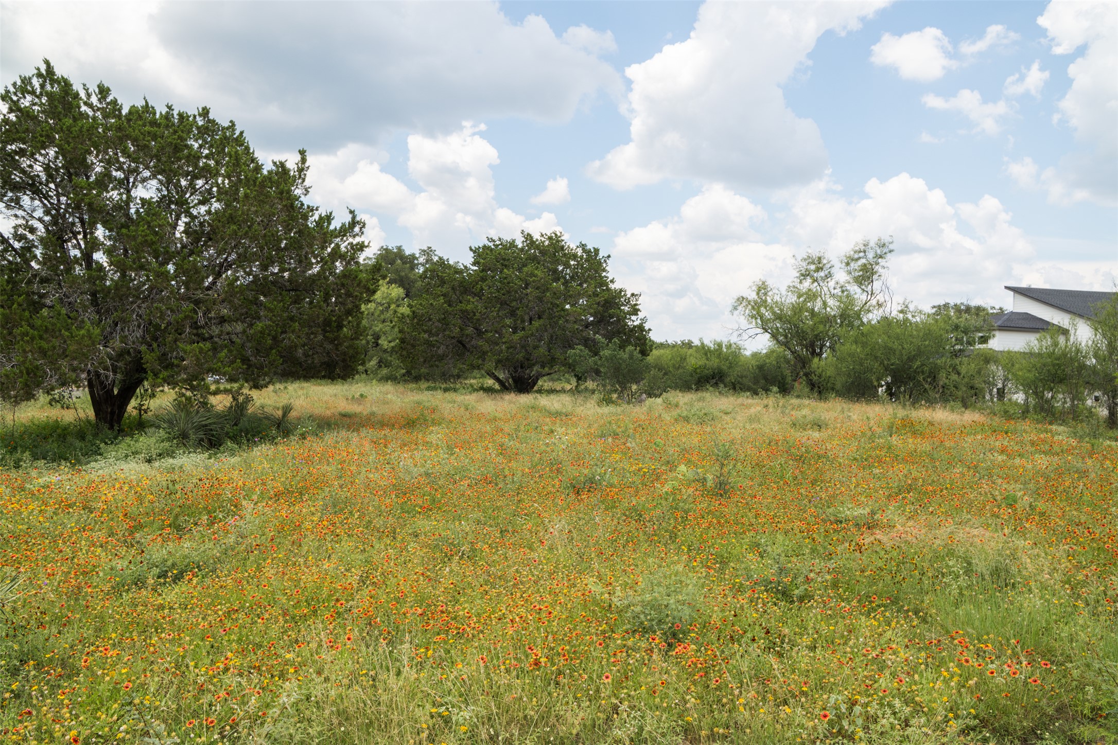 828 Wesley Ridge Drive Spicewood, TX 78669 - Photo 3 of 19 Wildflowers on your lovely lot