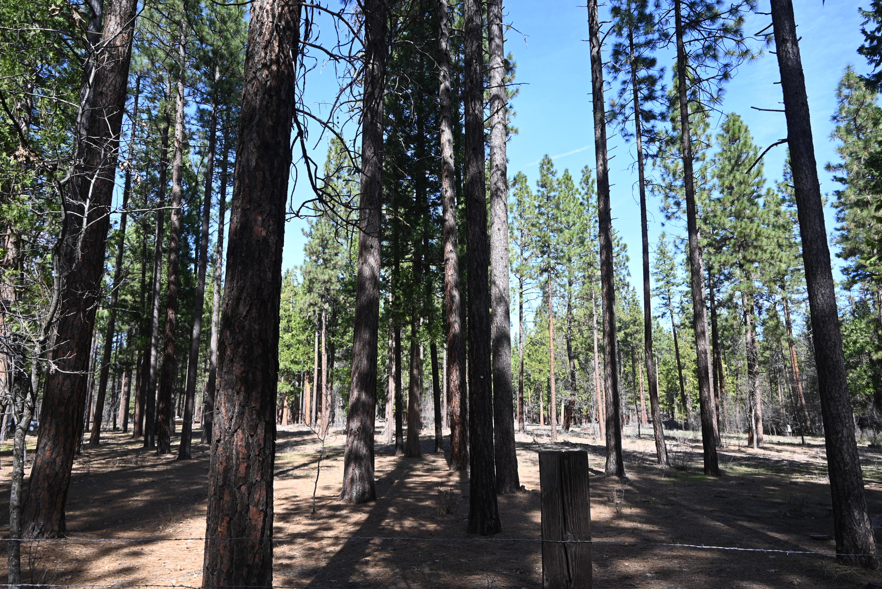 0 Pine Shadows Road McArthur, CA 96056 - Photo 1 of 3 2026-03-10 17.05.32