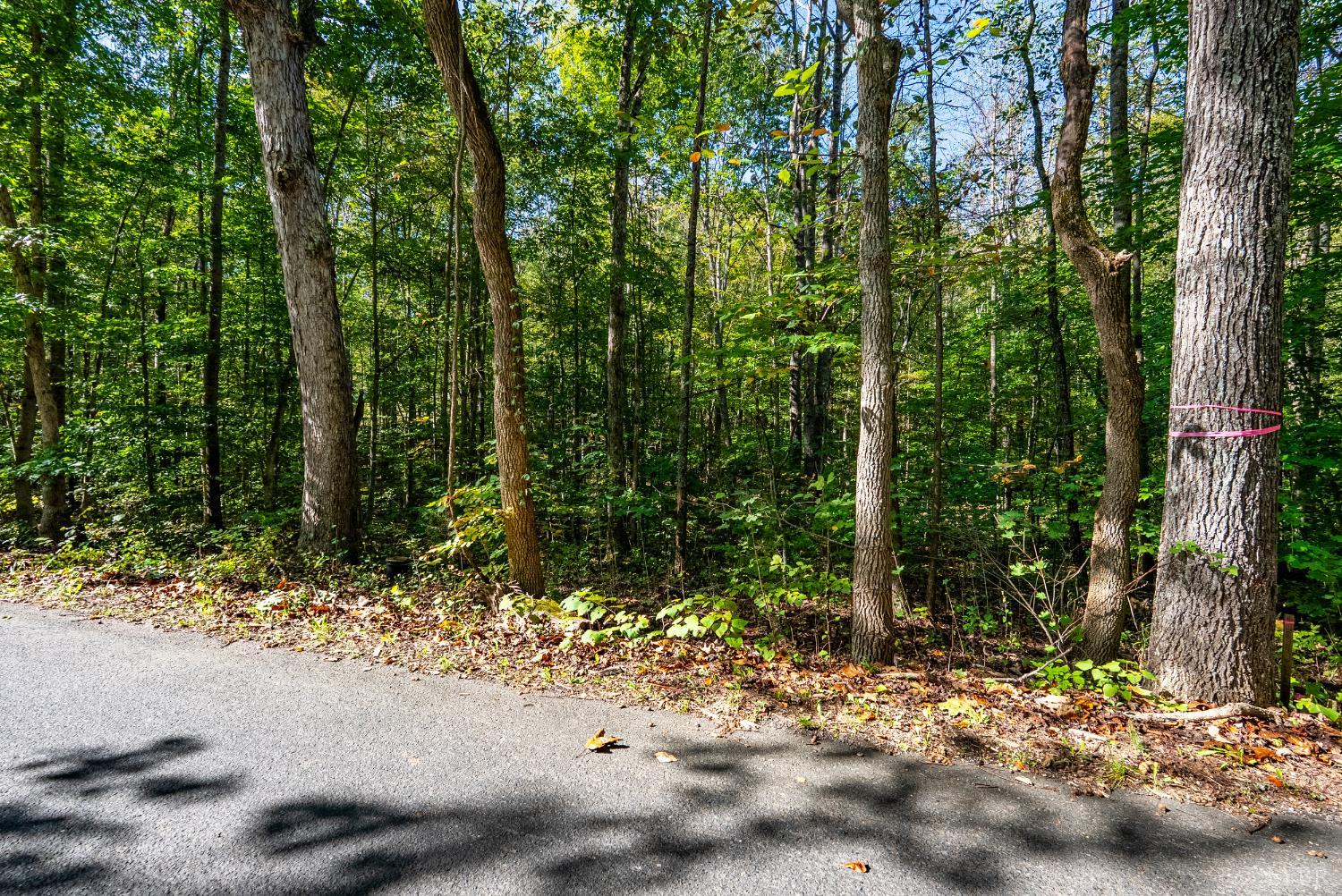 615 Stoney Run Road Buena Vista, VA 24416 - Photo 15 of 24 a view of road and trees