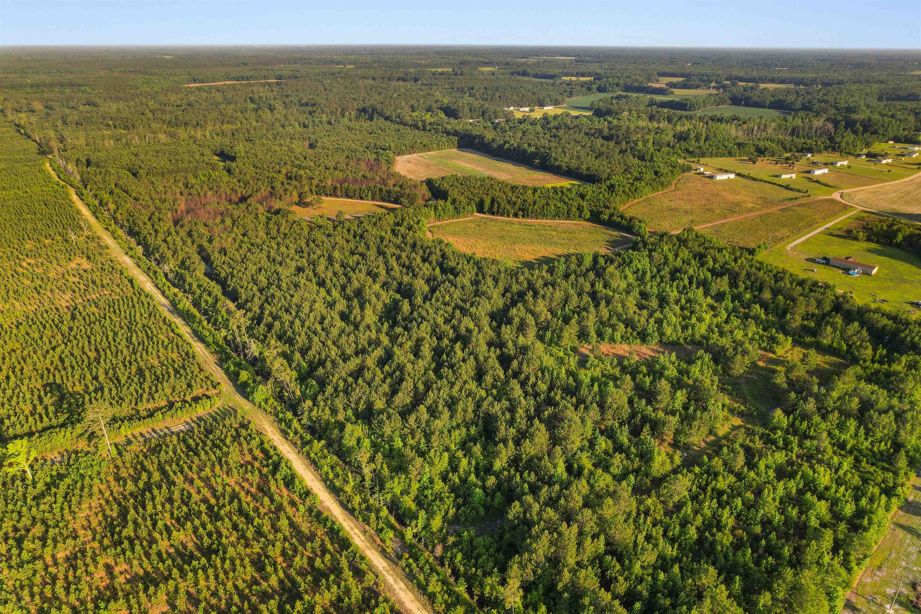 77-acres - Tbd Bert Hanna Road Hemingway, SC 29554 - Photo 21 of 28