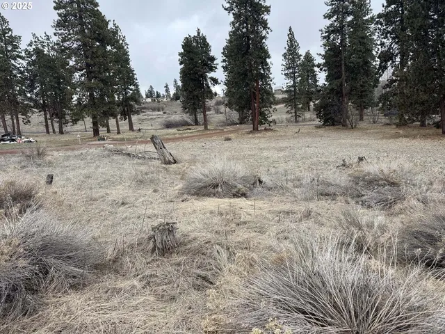 a view of dirt field with trees in the background