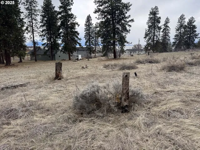 a view of a dry yard with trees